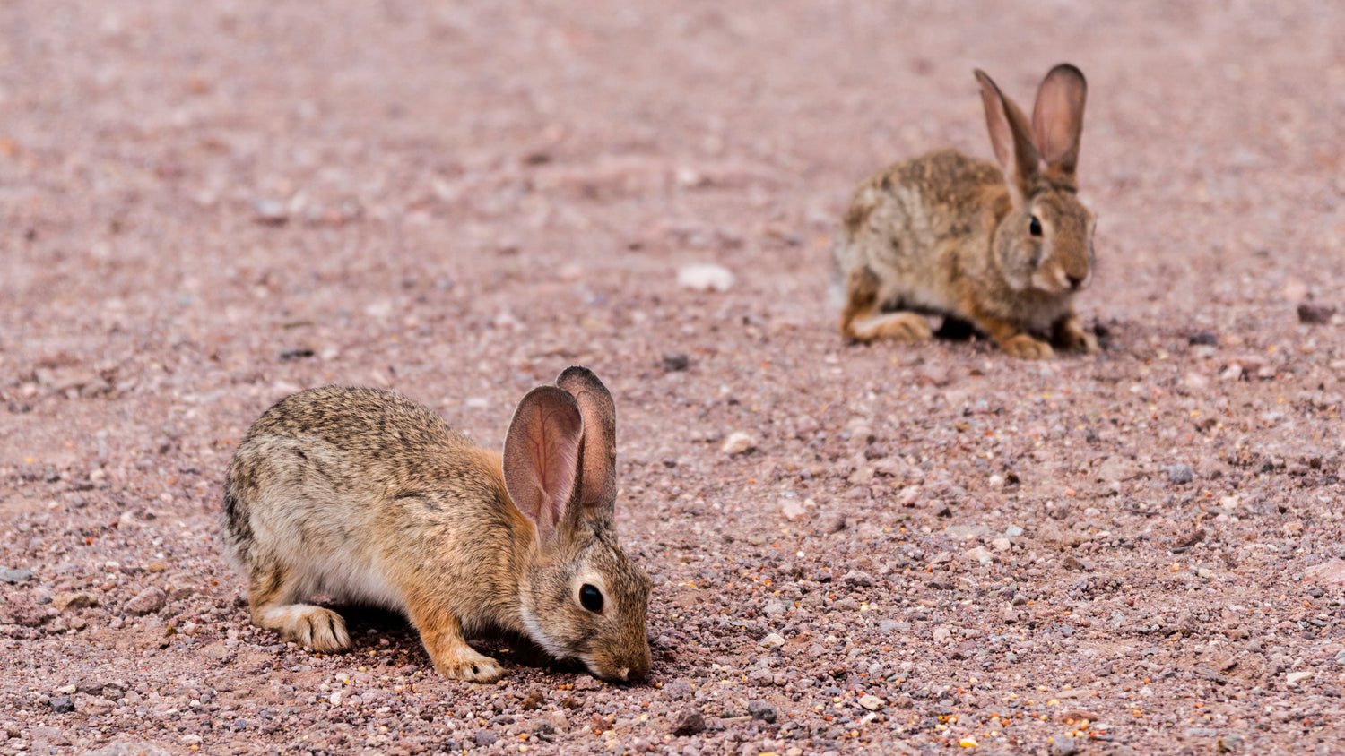 Small Animal Supplies