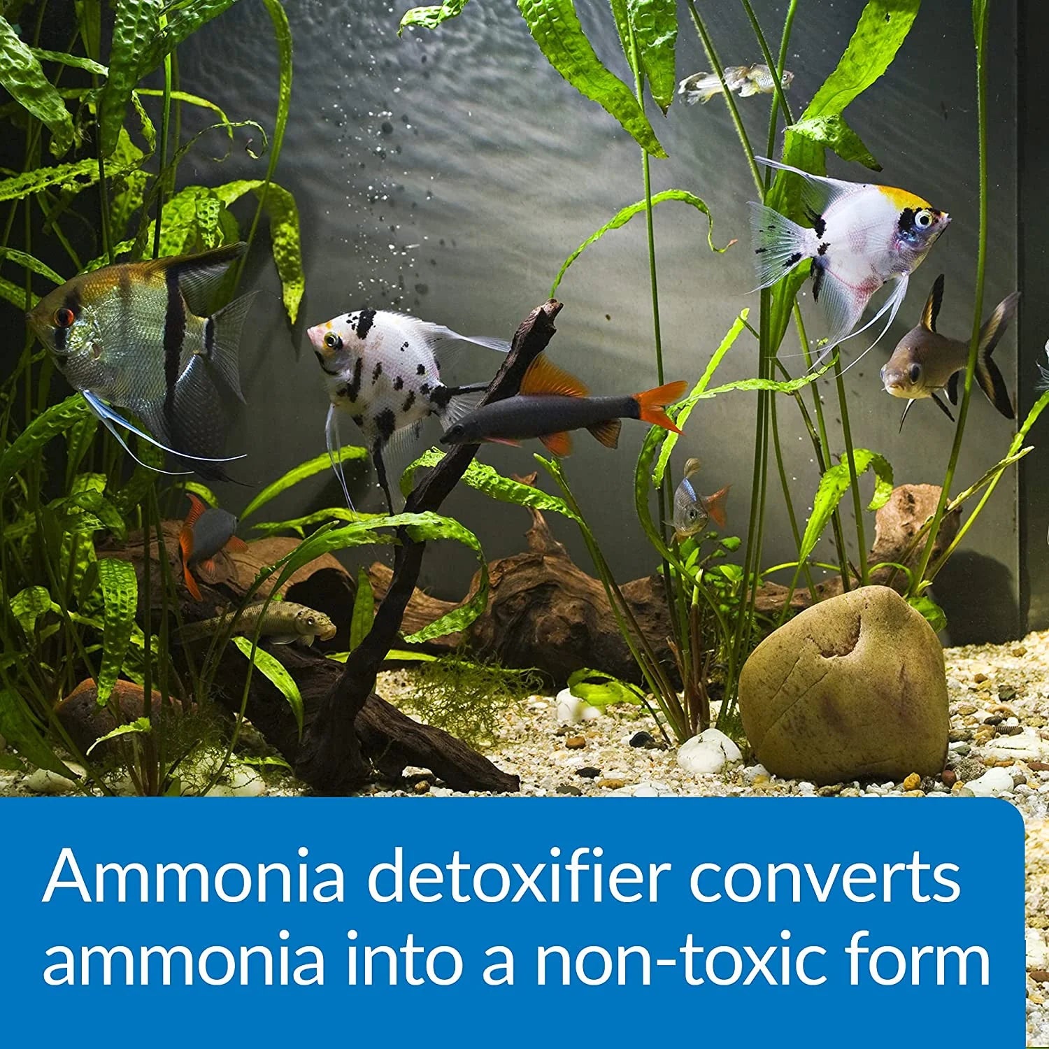 API Ammo Lock Detoxifies Aquarium Ammonia SpadezStore